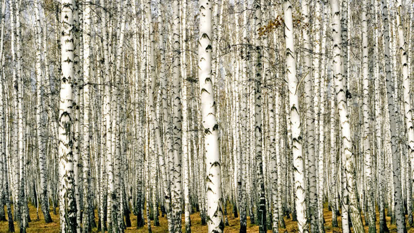 Фото - Властей российских регионов уличили в недостаточной защите лесов